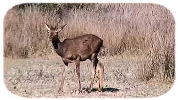 Nationaal Park Coto de Do&ntilde;ana Andalusi&euml;