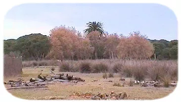Coto Do&ntilde;ana